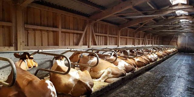 35 Prozent der Kontrollen des Tierschutzfachstellen waren im 2018 unangemeldet. (Bild Nadine Neukomm/landwirtschaft.ch)