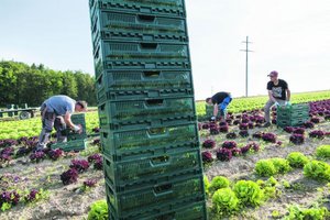 Da waren es nur noch 84 Mitgliederverbände: Per Anfang Jahr haben die Gemüseproduzenten den SBV verlassen. (Bild Archiv)