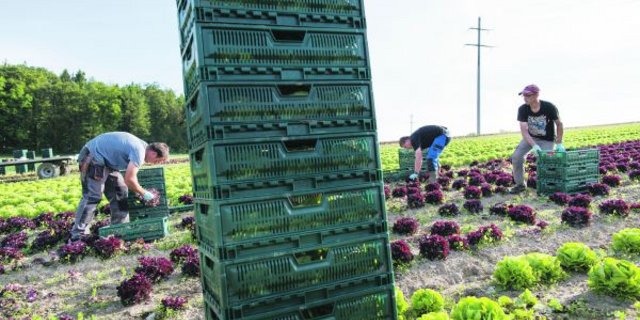 Da waren es nur noch 84 Mitgliederverbände: Per Anfang Jahr haben die Gemüseproduzenten den SBV verlassen. (Bild Archiv)