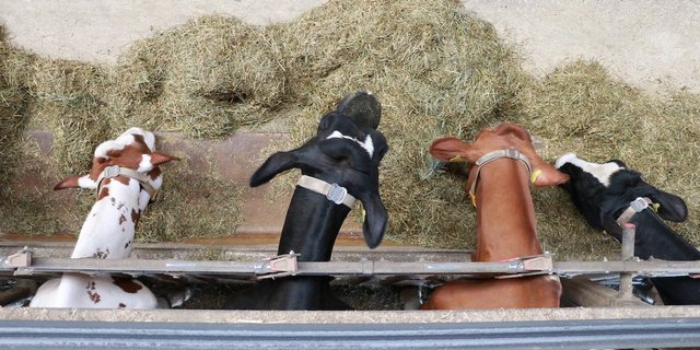 Holstein und Red Holstein-Kühe fressen an der Futterachs eine Totalmischration. Fotografiert wurde aus der Vogelperspektive.
