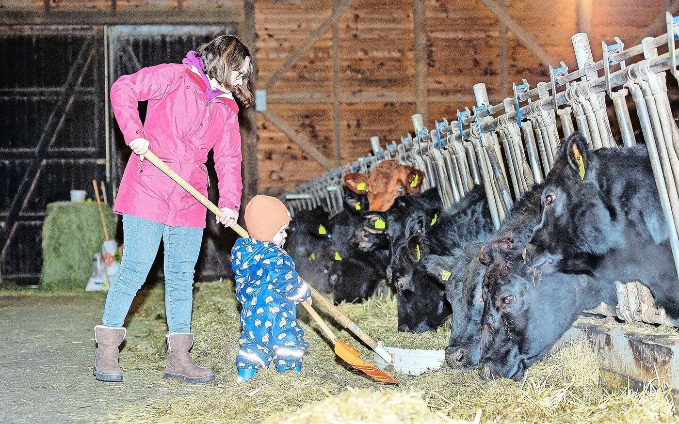 Auch Theo ist gerne immer überall dabei und hilft hier spielerisch seiner Mutter, den Angus-Mutterkühen das Futter hinzuschieben.