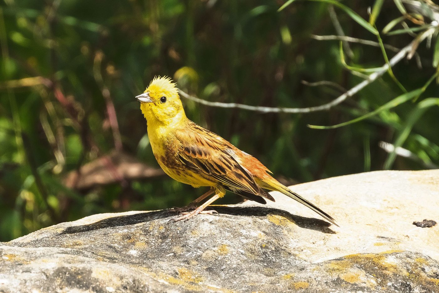 Die Goldammer (Emberiza citrinella) besiedelt am liebsten Kulturlandschaften mit Hecken, Obstgärten, Äckern und Wiesen.