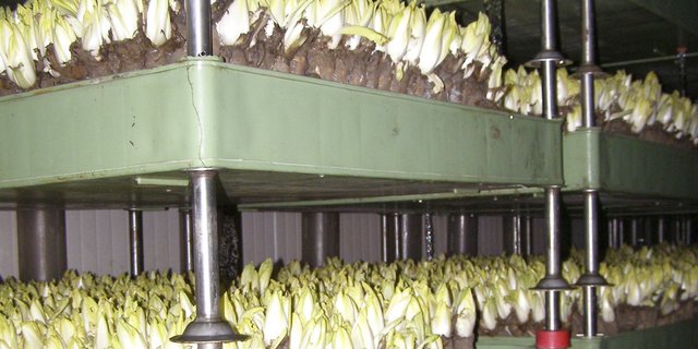 Nach dem Roden der Wurzeln wächst der Chicorée in dunklen Räumen. (Bild lid)