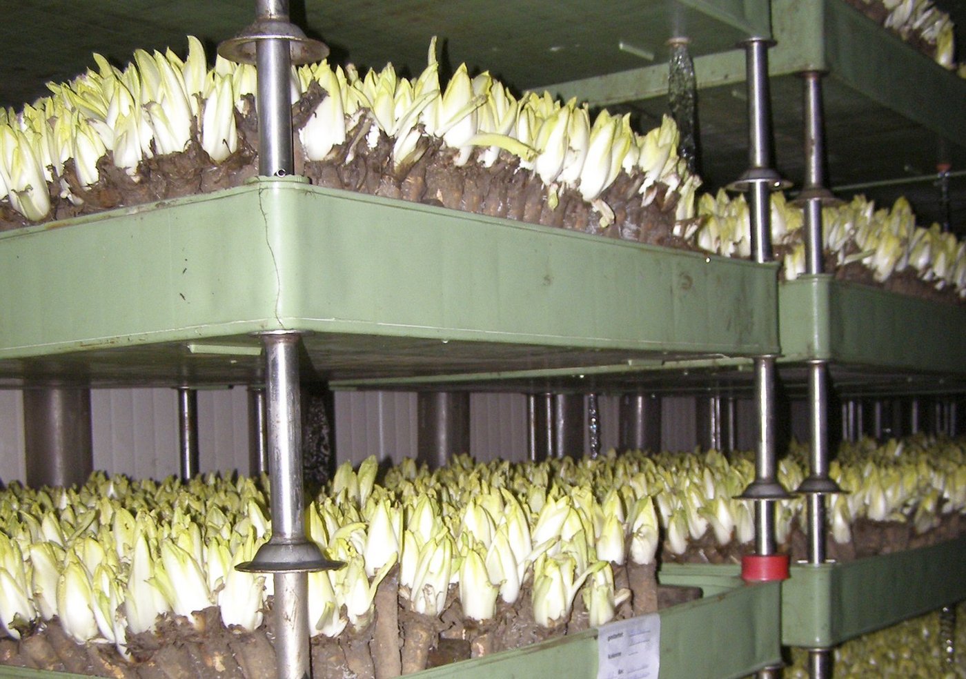 Nach dem Roden der Wurzeln wächst der Chicorée in dunklen Räumen. (Bild lid)