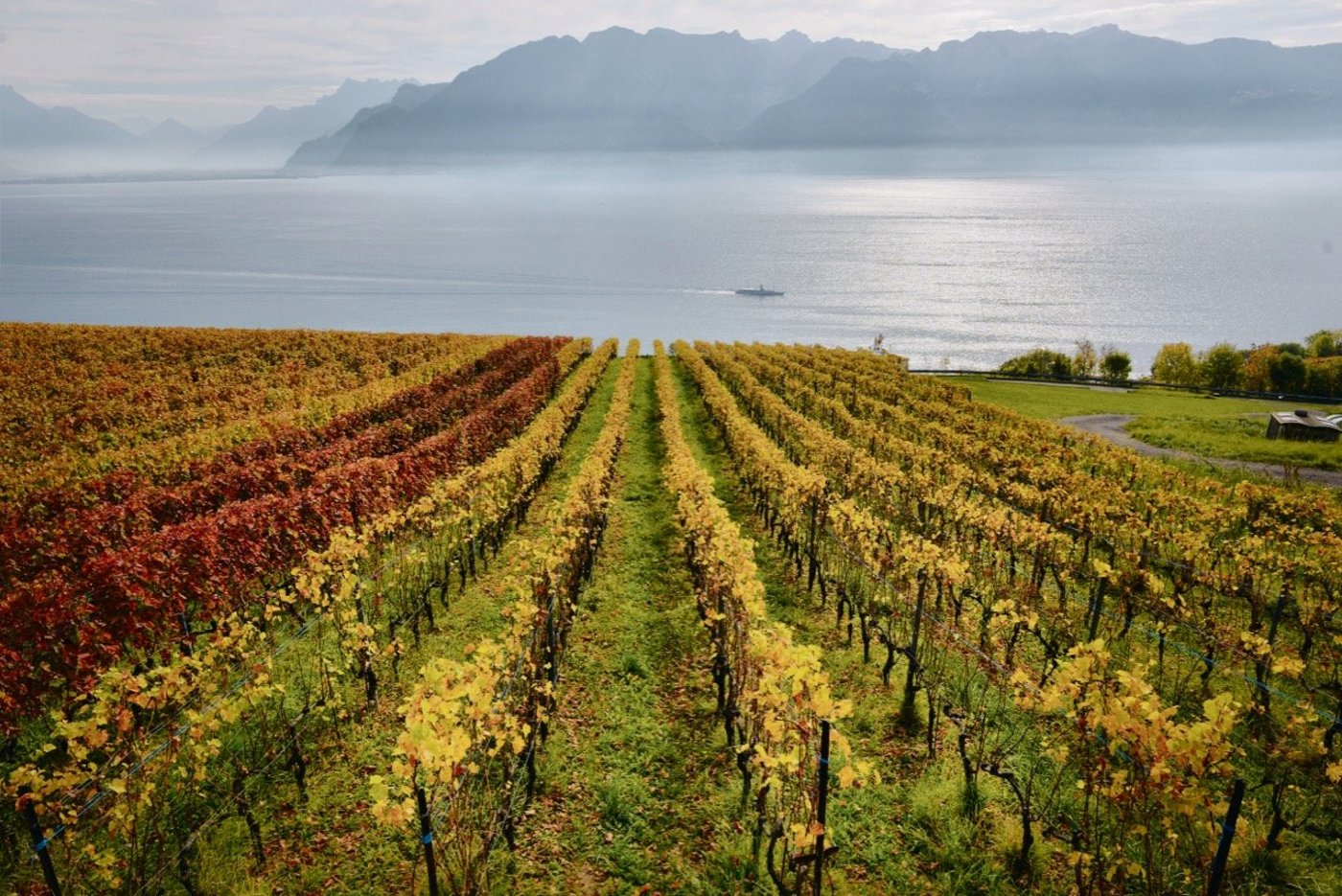 Die Aussichten der Schweizer Weinbauern sind aktuell getrübt (auf dem Bild das Waadtländer Anbaugebiet Lavaux). Einer der Gründe für den Preisdruck ist die üppige Ernte 2018. (Bild Adobe Stock)