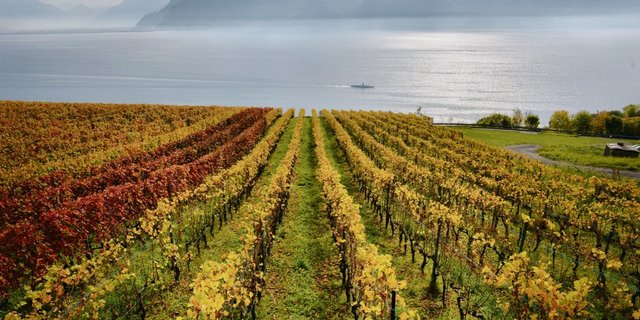 Die Aussichten der Schweizer Weinbauern sind aktuell getrübt (auf dem Bild das Waadtländer Anbaugebiet Lavaux). Einer der Gründe für den Preisdruck ist die üppige Ernte 2018. (Bild Adobe Stock)