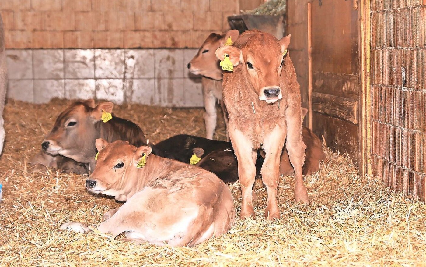 Die Schweizer Kälbermäster können trotz gestiegenen Kosten auf ein relativ gutes Jahr zurückblicken. Der Start ins 2024 war aber infolge der gesunkenen Marktpreise weniger erfreulich.