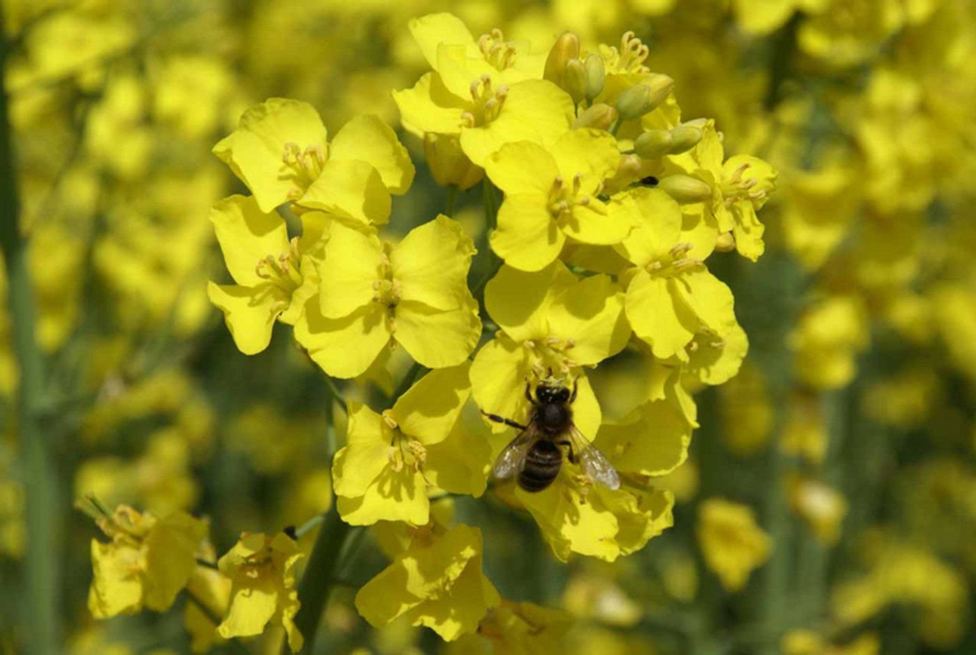 Blühender Raps mit Biene. (Bild lid)