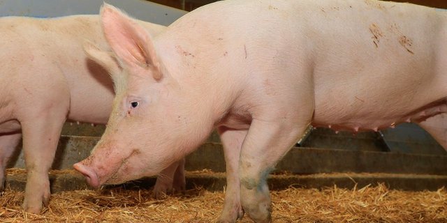 Während die Afrikanische Schweinepest für Wild- und Hausschweine meist tödlich endet, ist sie für Menschen ungefährlich. (Bild Peter Röthlisberger)