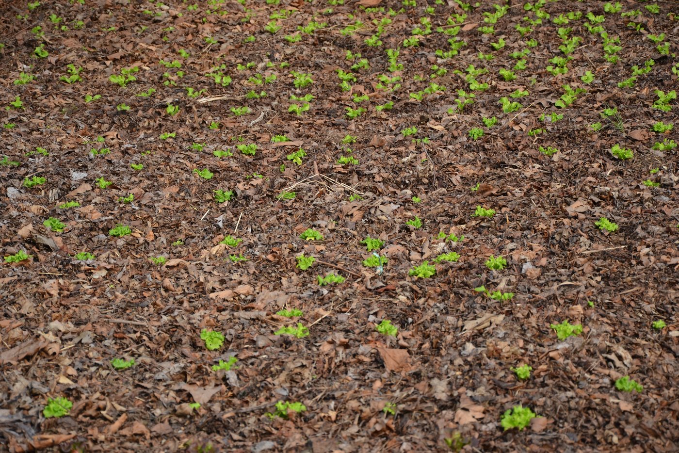 Im Gewächshaus streckt sich der Salat aus einer Mulchschicht aus Laub. Unkraut ist so kein Problem. (Bild jsc)
