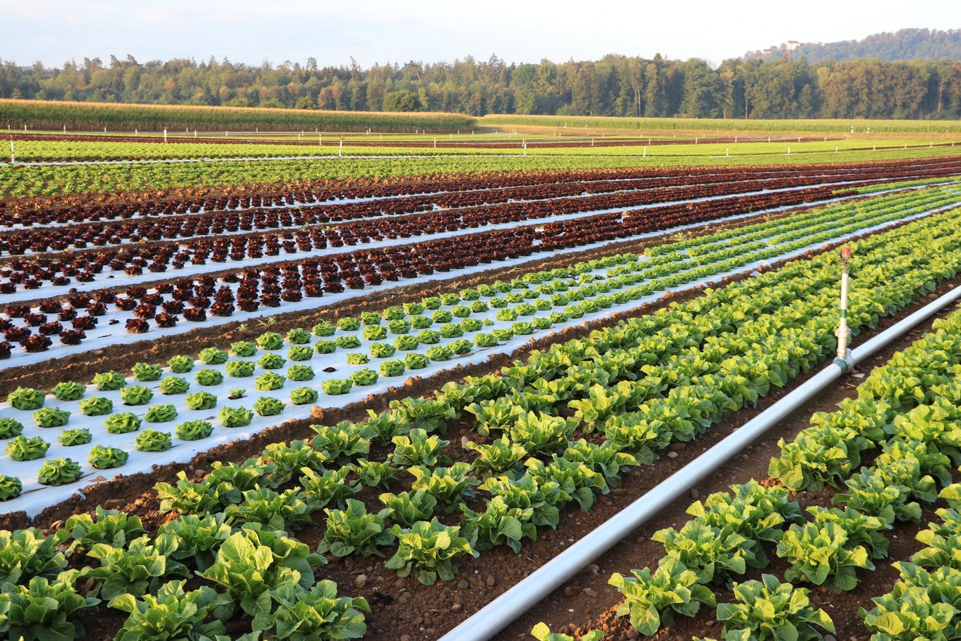 Vom intensiven Gemüsebaubetrieb (Bild) bis  zur Alpwirtschaft – die St. Galler Landwirtschaft ist vielfältig. Im Bericht «Perspektiven der St. Galler Landwirtschaft» präsentiert die Kantonsregierung eine umfassende Bestandesaufnahme. Die vorberatende Kommission des Kantonsparlaments fordert die Regierung auf, weitere Fragen abzuklären und in der Strukturpolitik aktiver zu werden. (Bilder zVg)