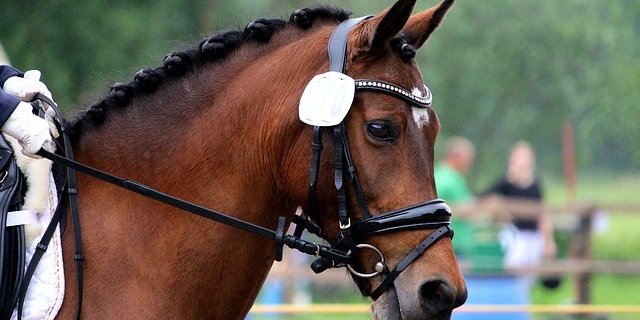 Pferde werden an Turnieren nicht immer vorschritfsgemäss behandelt. (Bild pixabay)