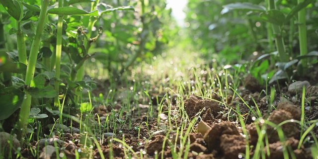 Die Fahrgasse des gestriegelten Feldes, elf Tage nach der Saat. Da die Gassen etwas mehr Licht bekommen, sind diese auch schon am weitesten entwickelt.