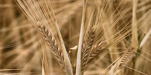 Die Analysen der Getreideernte führt Swiss Granum in Zusammenarbeit mit Agroscope durch. (Bild Pixabay)