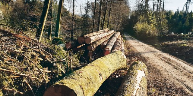Holz ist gefragt. Dies sei der Moment, um alle Sortimente preislich gut zu vermarkten, hiess es an der Mitgliederversammlung von Wald Luzern.
