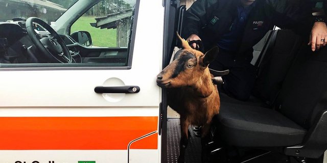 Gar nicht verunsichert schaut sich Nutella um – wo sie wohl als nächstes hingegen würde? (Bild Kapo LU)