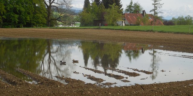 Der Befallsdruck der Kraut- und Knollenfäule ist äusserst hoch und die Ausfälle sind teils massiv. Nun klopft die Branche an der Tür des BLW und reicht ein Importgesuch von über 20 000 t ein. (Bild BauZ)
