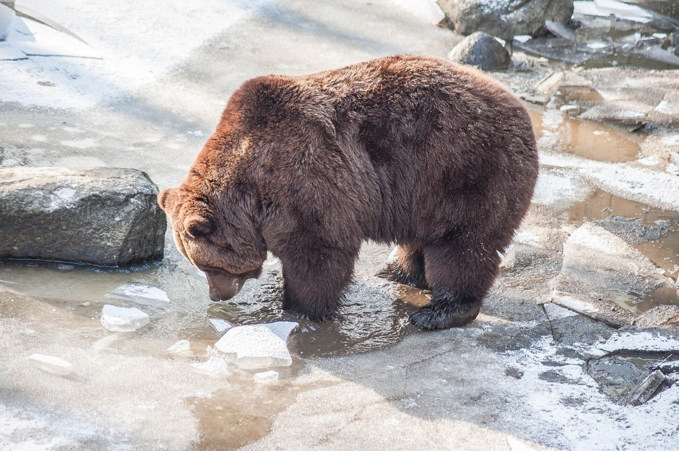 Zu Beginn des 20. Jahrhunderts wurde der Bär in der Schweiz ausgerottet. 2005 gab es die erste neue Bärensichtung hierzulande, seither gibt es im Kanton Graubünden fast jedes Jahr Bärenbesuch. (Bild hmauck/Pixabay) 