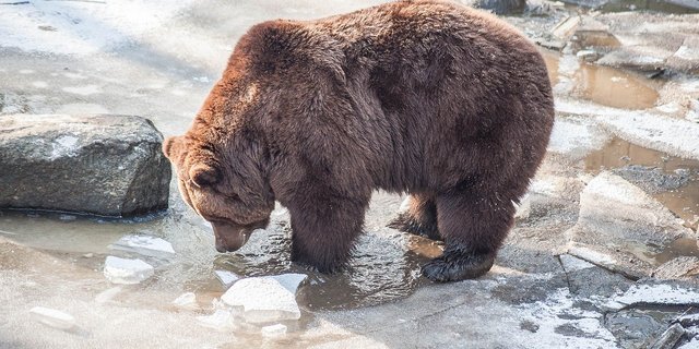 Zu Beginn des 20. Jahrhunderts wurde der Bär in der Schweiz ausgerottet. 2005 gab es die erste neue Bärensichtung hierzulande, seither gibt es im Kanton Graubünden fast jedes Jahr Bärenbesuch. (Bild hmauck/Pixabay) 