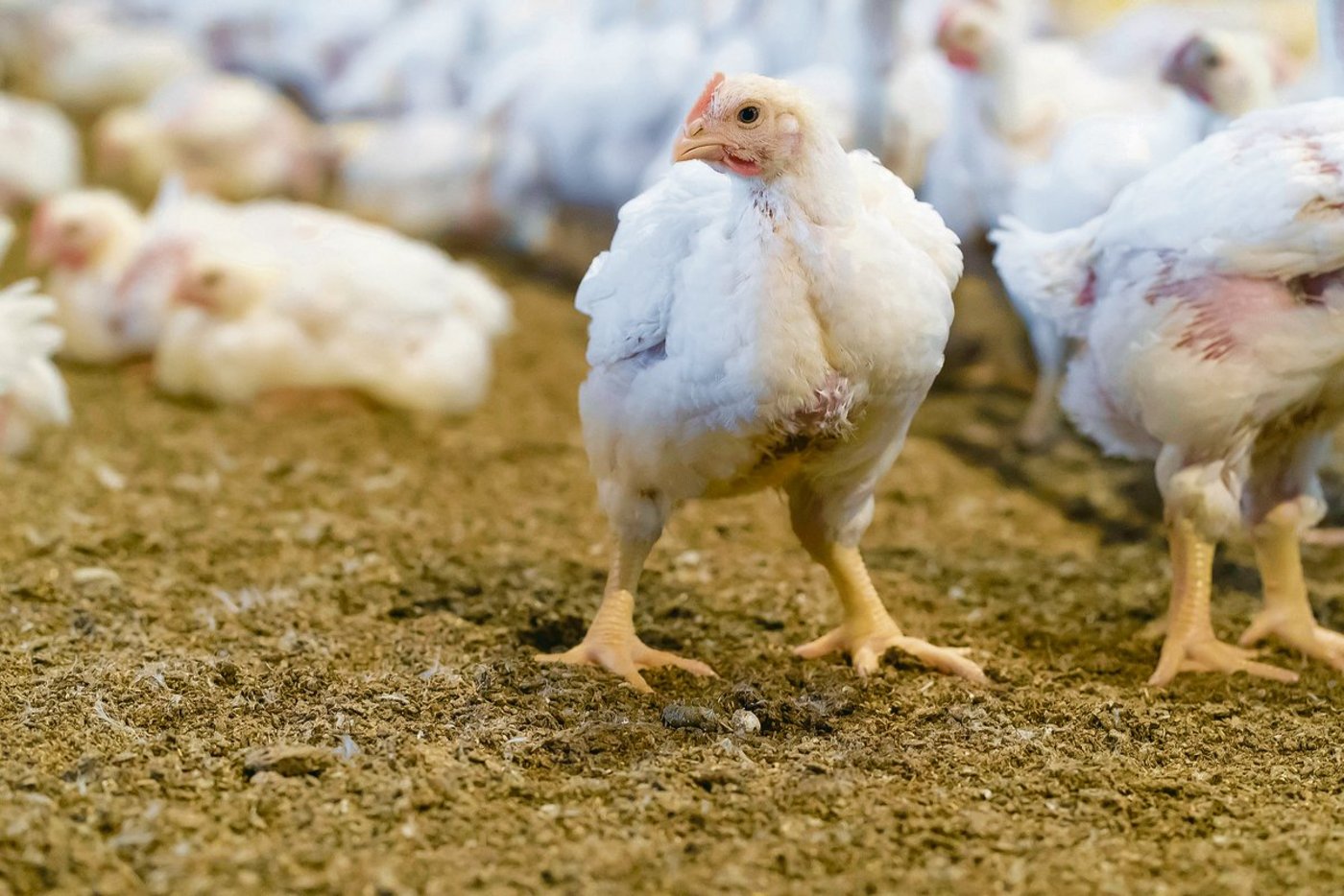 Wer im Hinblick auf die neue AP auf dem Betrieb einen zu hohen Nährstoffanfall hat, sollte sich jetzt beraten lassen. (Bild Archiv BauZ)