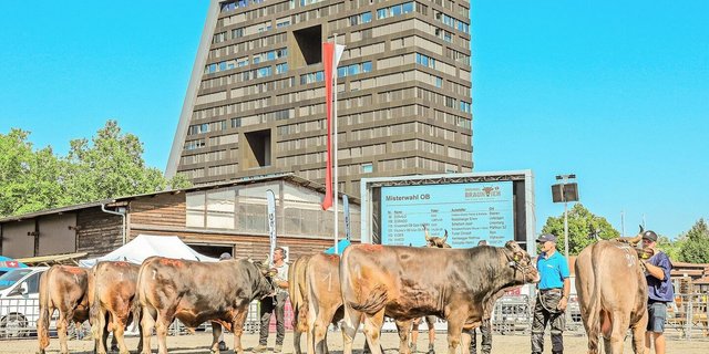 Anfang September ist es wieder so weit: Zum 133. Mal findet der Zuger Zuchtstierenmarkt in der Kantonshauptstadt statt. 