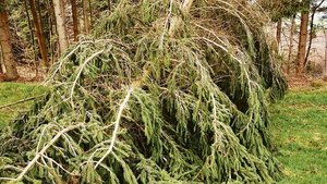 Der Holzmarkt ist mi Der Holzmarkt ist mit Schad- und Käferholz ausgelastet. Frischholz sollte nur auf Bestellung geschlagen werden.