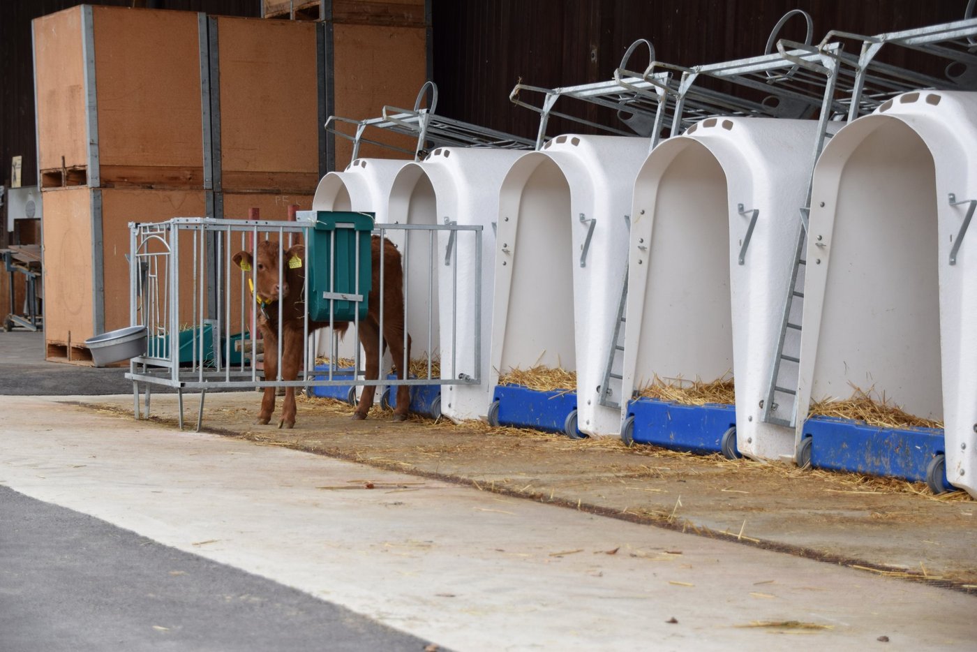 Kälber in Einzelhaltung zeigten geringere Zunahmen im Vergleich zu gleichaltrigen Tieren, die sich den Auslauf vor ihrem Iglu teilen. (Bild Jasmine Baumann)