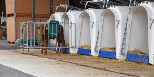 Kälber in Einzelhaltung zeigten geringere Zunahmen im Vergleich zu gleichaltrigen Tieren, die sich den Auslauf vor ihrem Iglu teilen. (Bild Jasmine Baumann)