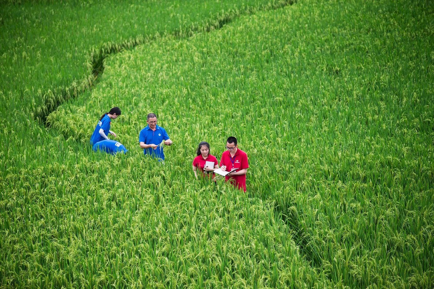 In China konnte die Syngenta Group von der Zulassung eines neuen Fungizids profitieren. (Bild Syngenta Group)