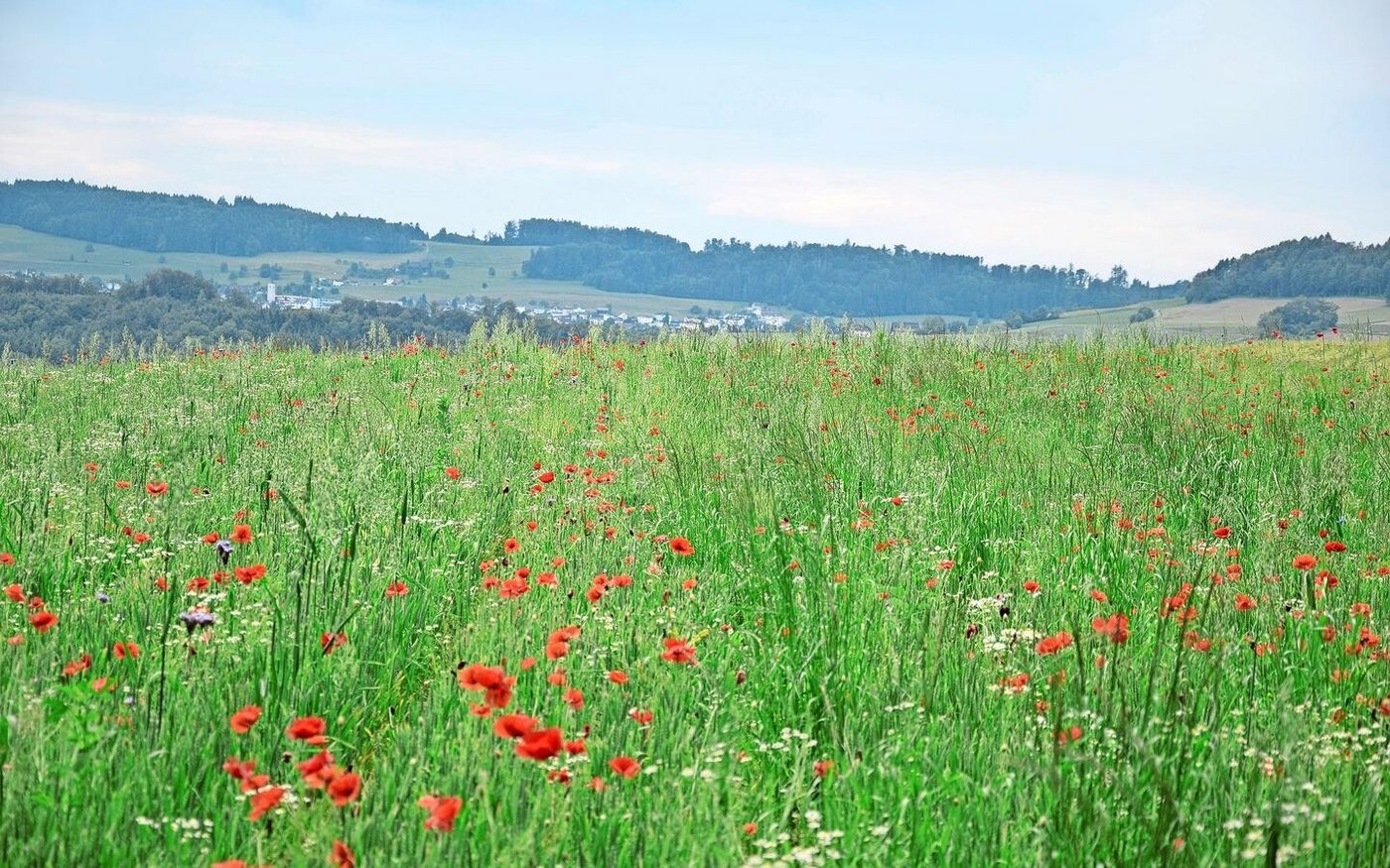 Adrian Muff hat die Winterweizen-Sorte Nara gesät. Der sehr lückige Bestand bietet reichlich Platz für Wildpflanzen, Insekten und Tiere. 
