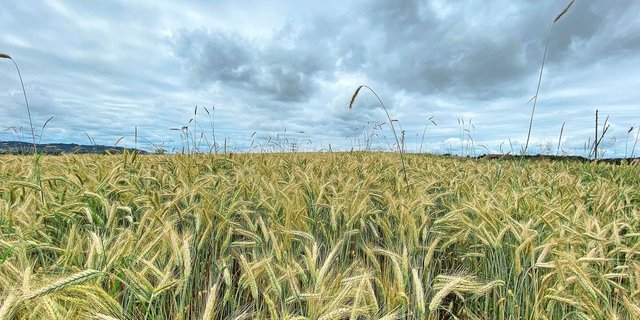Für einmal trocken, aber noch immer eher düster: Wenn es in den vergangenen Monaten nicht regnete, war die nächste Wetterfront häufig schon am Horizont zu sehen. Die Zeitfenster für wichtige Arbeiten waren stets kurz.