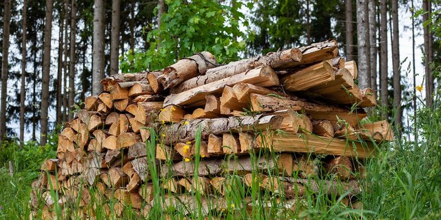 Schweizer Forstbetriebe haben 2019 weniger Einnahmen verbuchen können und schliessen zu einem grossen Teil mit einem Defizit ab. (Bild Pixabay)