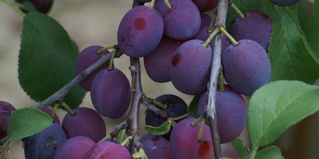 Besonders Brennzwetschgen werden heuer in grossen Mengen erwartet. (Bild: wy)