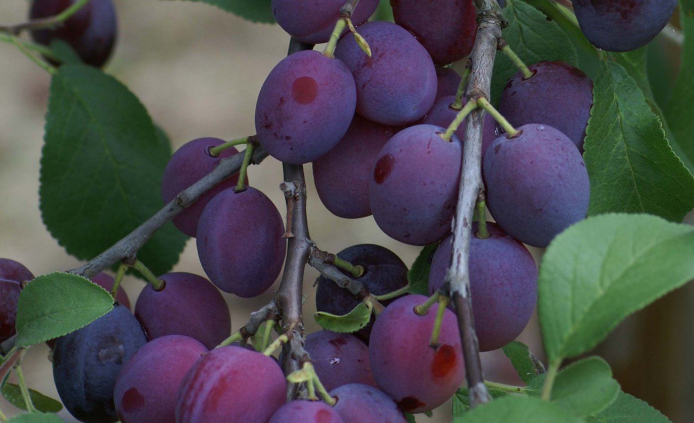 Besonders Brennzwetschgen werden heuer in grossen Mengen erwartet. (Bild: wy)