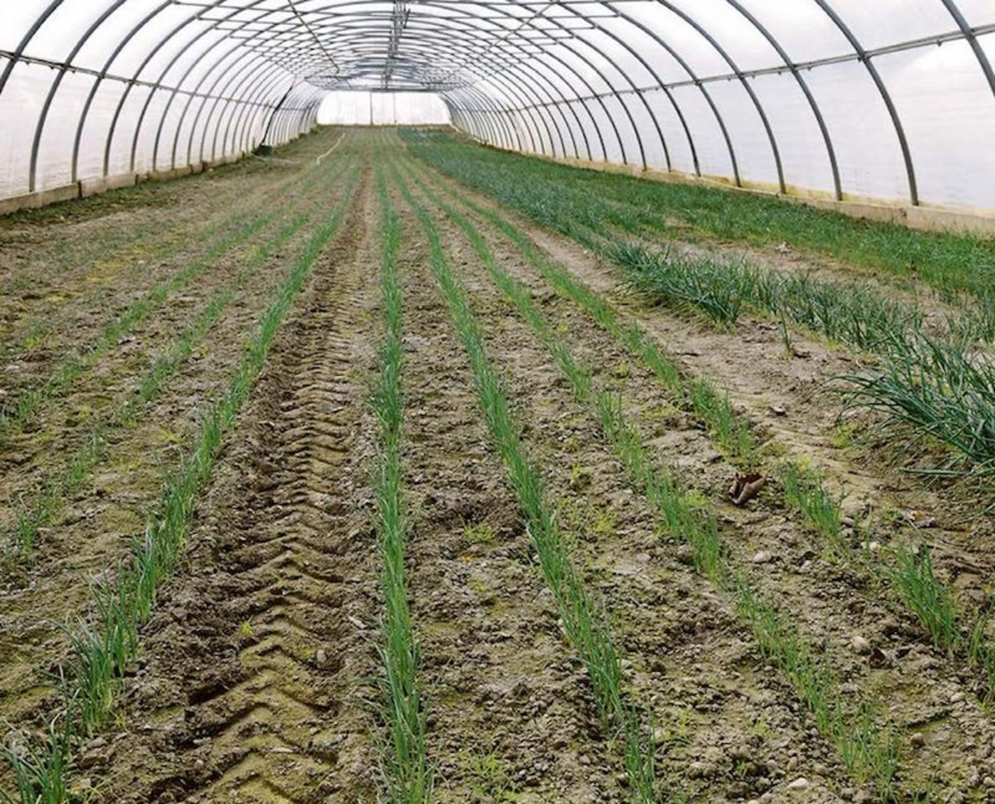 Fast das ganze Jahr gibt es in den Gewächshäusern etwas zu tun. Obwohl es erst anfang März ist, sind diese Bundzwiebeln schon weit fortgeschritten. (Bild Peter Fankhauser)