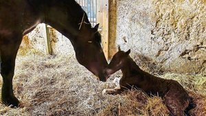 Bei den Freibergern denken die Züchter seit jeher in Linien. Der Bund sagt nun, dass dieses Denkmuster der Rasse mehr schade, denn nütze.