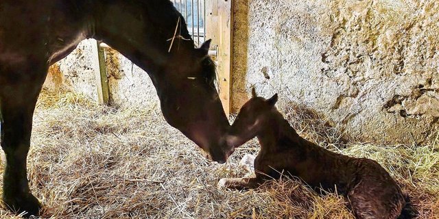 Bei den Freibergern denken die Züchter seit jeher in Linien. Der Bund sagt nun, dass dieses Denkmuster der Rasse mehr schade, denn nütze.