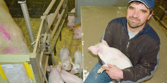 Zufrieden: Roger Sommer bei einer der 20 neuen Buchten im 2018 erbauten Abferkelstall.