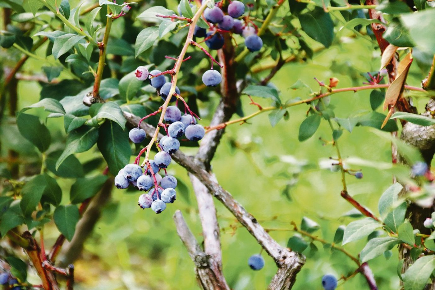 Die Ernte der Blaubeeren ist aufwendig.