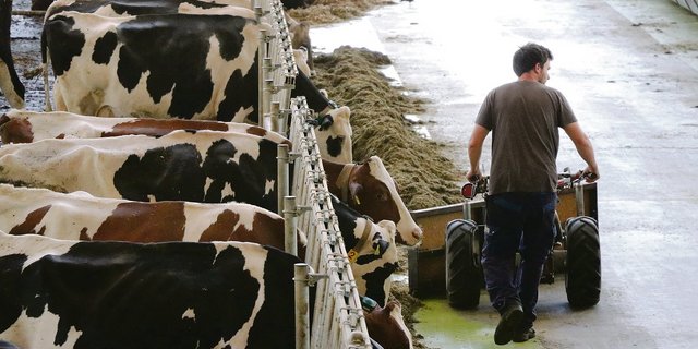 Die arbeitsintensive Milchviehhaltung sollte laufend analysiert werden, denn die Arbeit ist der wichtigste und teuerste Produktionsfaktor.(Bild rae)