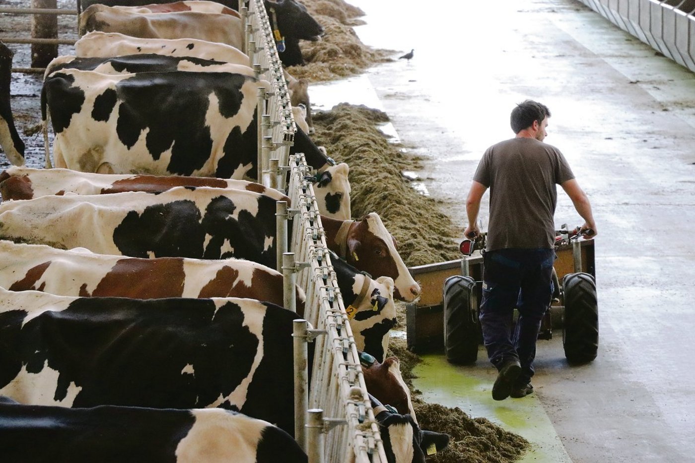 Die arbeitsintensive Milchviehhaltung sollte laufend analysiert werden, denn die Arbeit ist der wichtigste und teuerste Produktionsfaktor.(Bild rae)