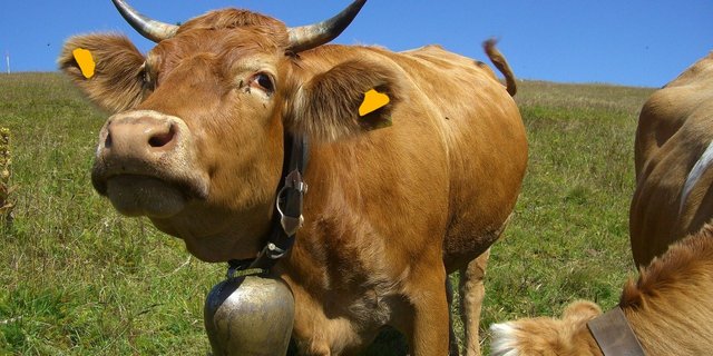 Die Kläger wurden darauf hingewiesen, dass die Lautstärke der Kuhglocken unter dem Richtwert von 65 Dezibel lag. (Bild Pixabay)