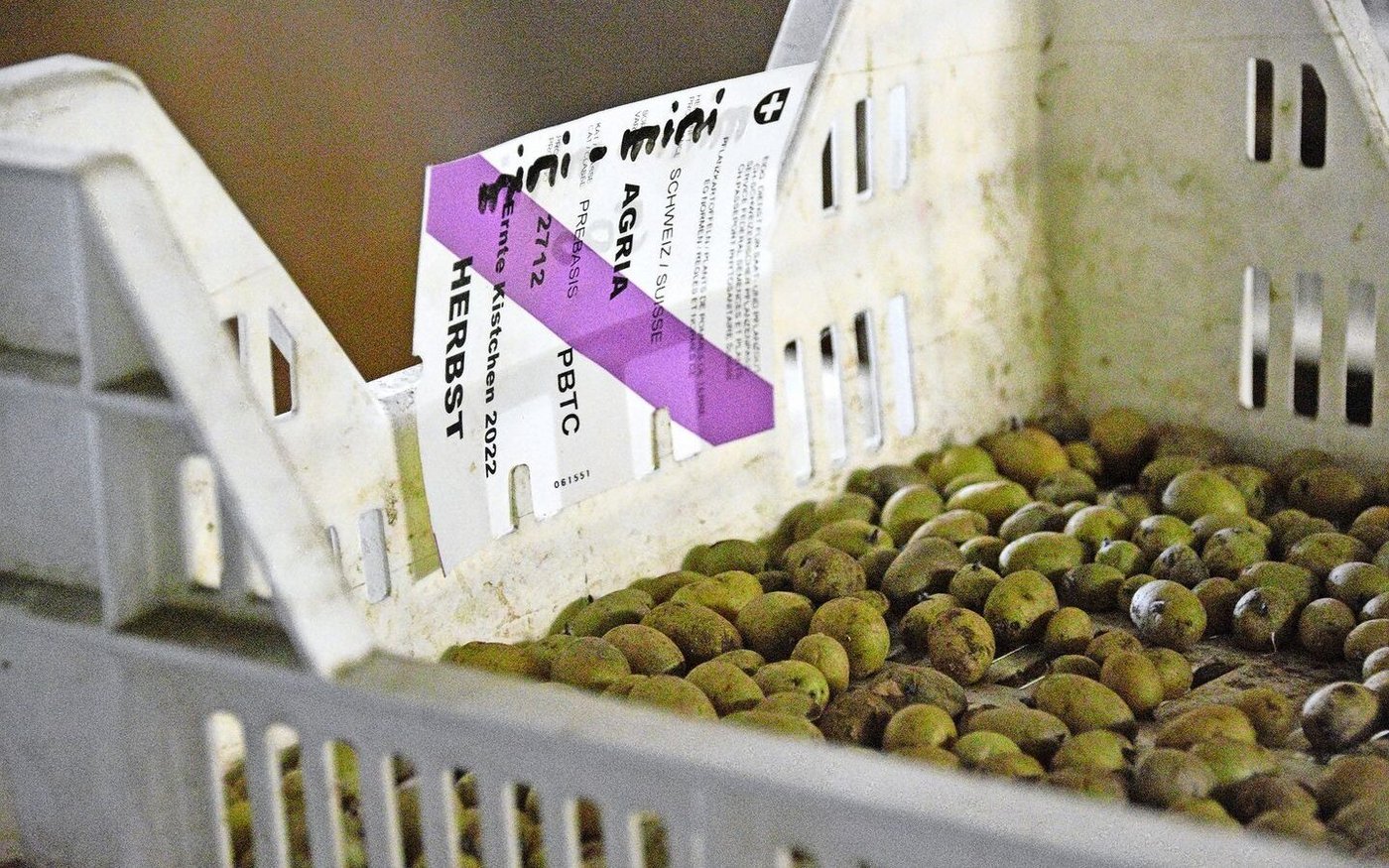 Solche Mikroknollen gehören auch zur Vermehrung. Vater Hans Ritz kümmert sich um deren Kalibrieren und Vorkeimen.