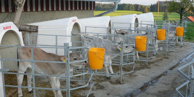 Viel Licht und Luft ist gut für junge Kälber. In der Kälbermast gibt es aber noch grossen Handlungsbedarf, um die Kälbergesundheit zu verbessern.  (Bild BauZ)