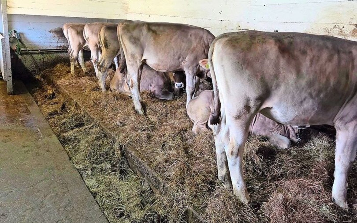 Auf dem Betrieb von Alois Betschart, Rothenthurm, stehen OB-Tiere. Für sie haben Schüler(innen) neue Stallkonzepte erarbeitet.