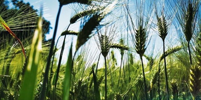 Zu viel oder zu wenig? Während es zu wenig Futtergetreide auf dem Markt hat, müssen beim Brotgetreide in guten Jahren Überschüsse exportiert werden.