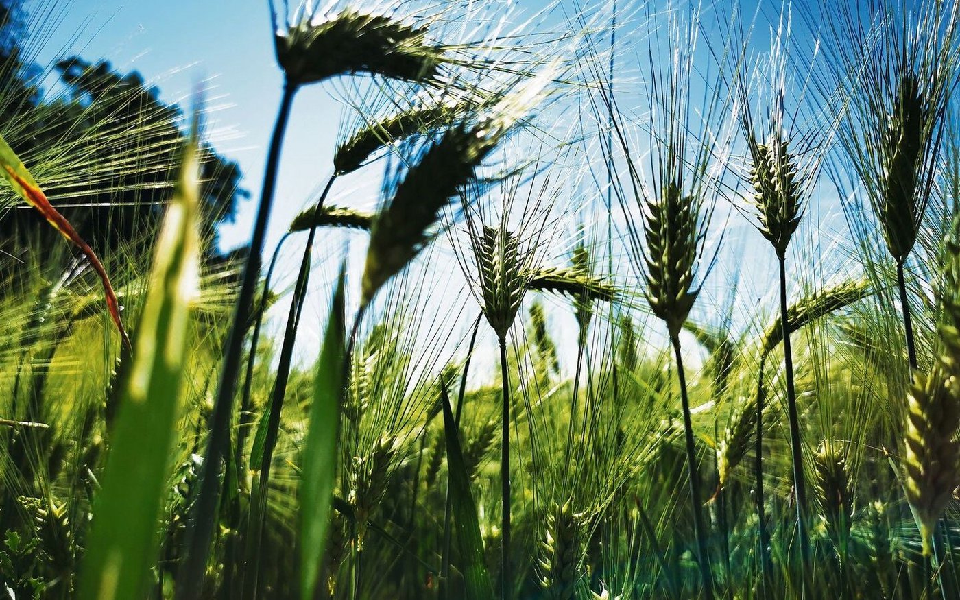 Zu viel oder zu wenig? Während es zu wenig Futtergetreide auf dem Markt hat, müssen beim Brotgetreide in guten Jahren Überschüsse exportiert werden.