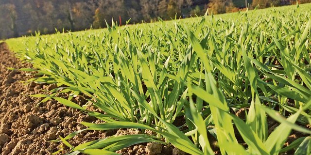 Mit der Saat wird der Grundstein für den Getreidebestand gelegt. Dabei spielen der optimale Saatzeitpunkt, die Saatdichte sowie die Saattiefe eine ausschlaggebende Rolle. (Bild Wallierhof)