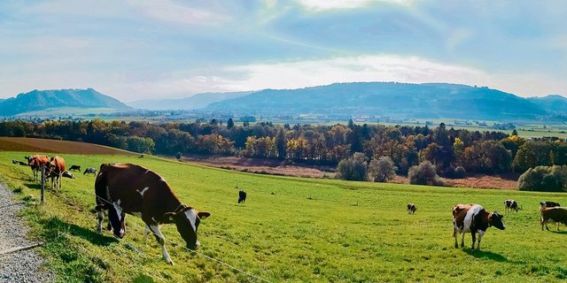 Um RAUS zu erfüllen, müssen Kühe von Mai bis Oktober 26 Tage pro Monat auf die Weide und dort 25 % ihrer Nahrung aufnehmen. (Bild sb)