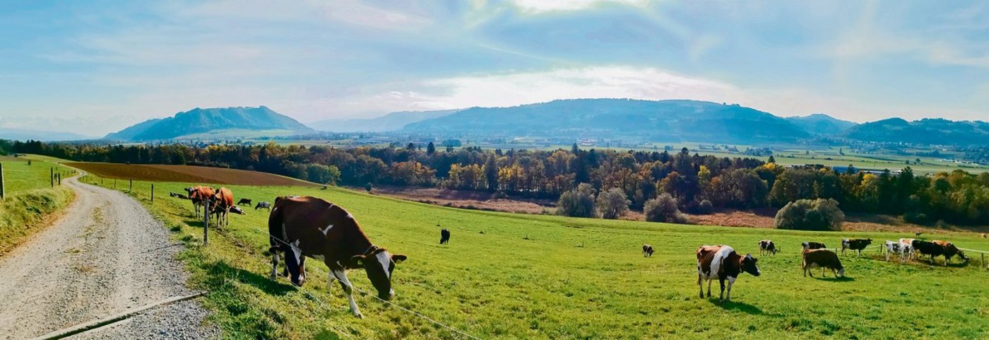 Um RAUS zu erfüllen, müssen Kühe von Mai bis Oktober 26 Tage pro Monat auf die Weide und dort 25 % ihrer Nahrung aufnehmen. (Bild sb)